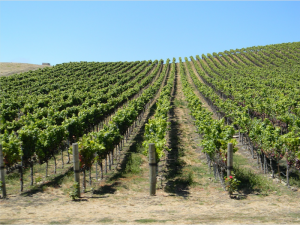 Read more about the article Wines of Escondido: Explore Escondido Vineyards